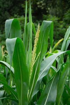玉米開(kāi)花特寫(xiě)