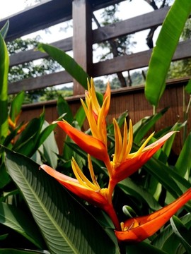 紅鳥蕉