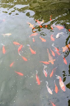 觀賞魚