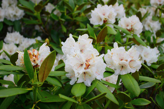 杜鵑花