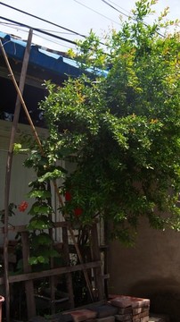胡同綠意