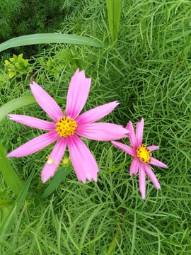 波斯菊