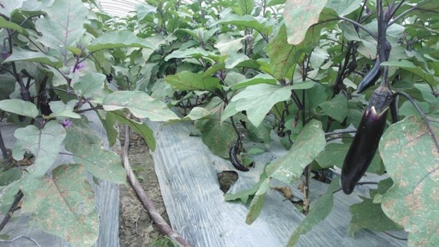 蔬菜种植基地