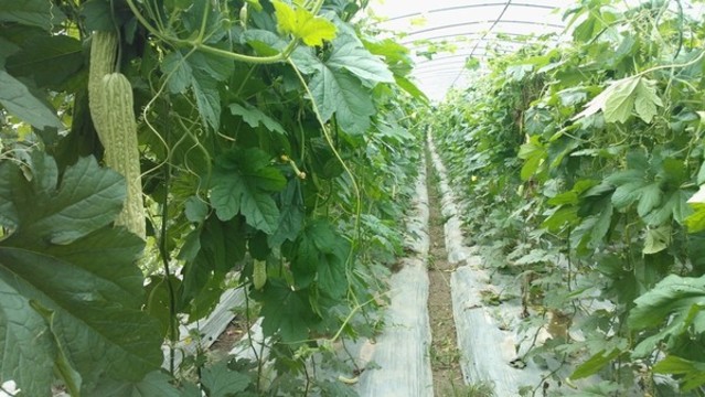 蔬菜種植基地