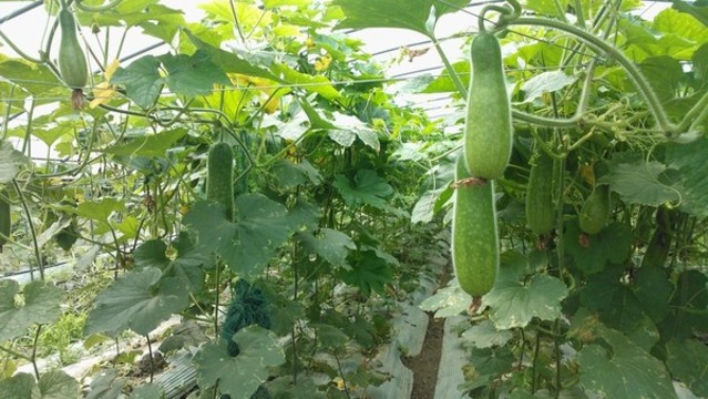 蔬菜種植基地