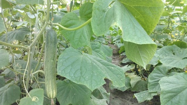 蔬菜種植基地
