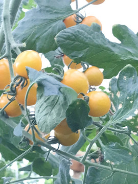 黃西紅柿