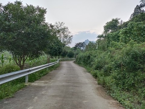 鄉(xiāng)村公路與綠植