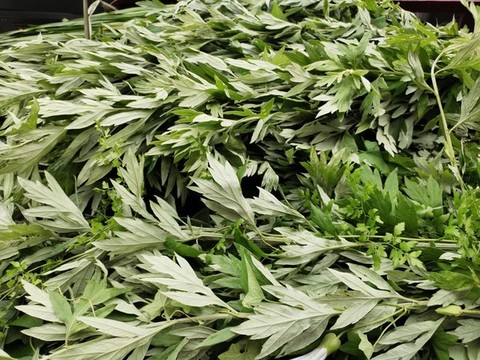 艾草