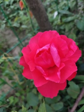 紅色月季花