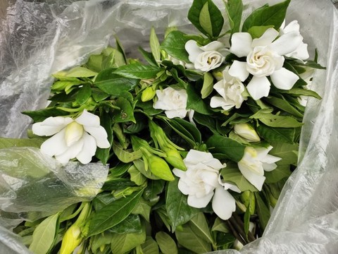 梔子花特寫
