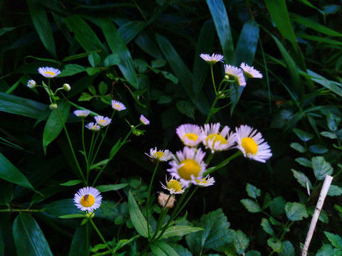 迷迭香花