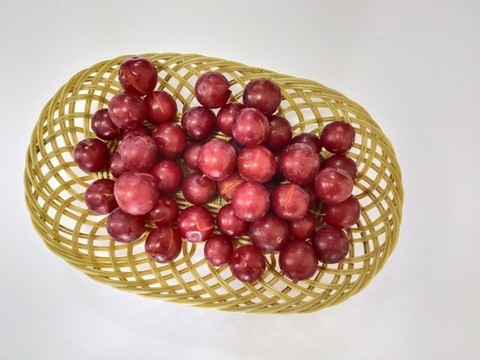紅葉李