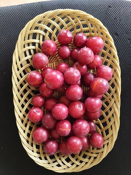 紅葉李擺拍