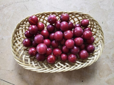 紅葉李