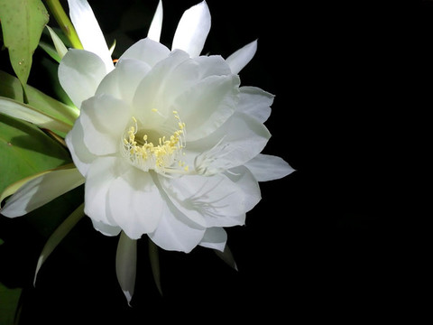 韋陀花
