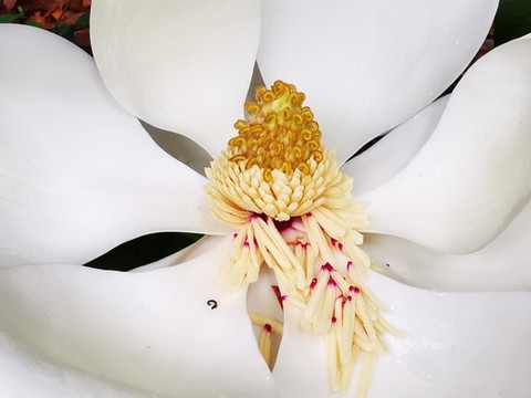 白玉蘭花