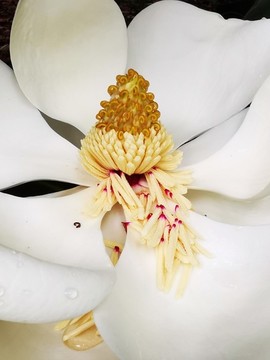 白玉蘭花