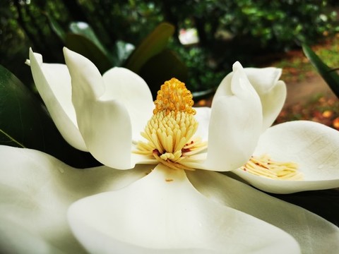 白玉蘭花