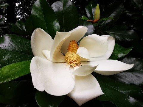 白玉蘭花