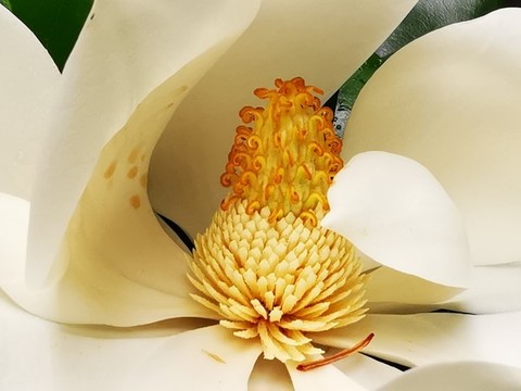 白玉蘭花