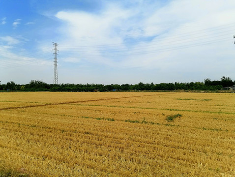 收割后的麥地