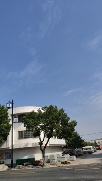 行道樹(shù)