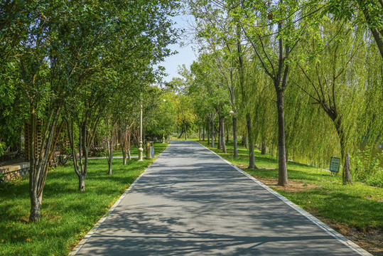 天津水上公園林蔭路