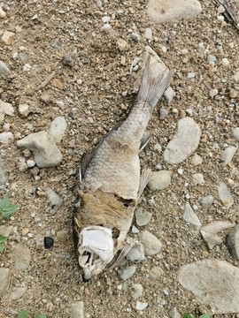干魚干旱