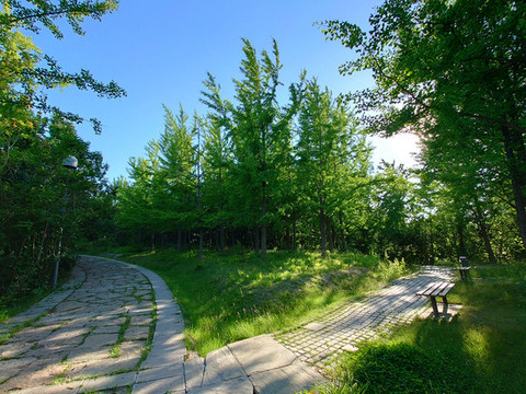 公園綠化小徑