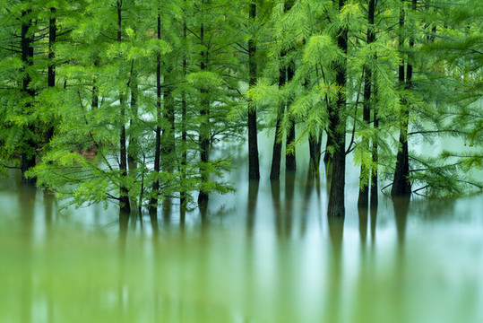 水杉