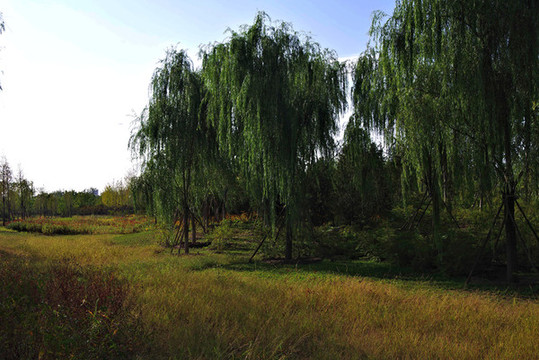 城市綠心森林公園