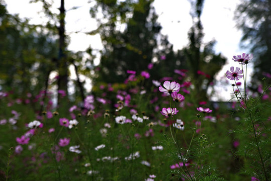 城市綠心森林公園
