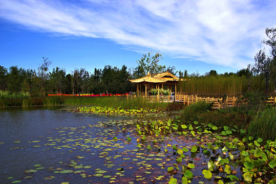 城市綠心森林公園