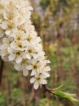 櫻花