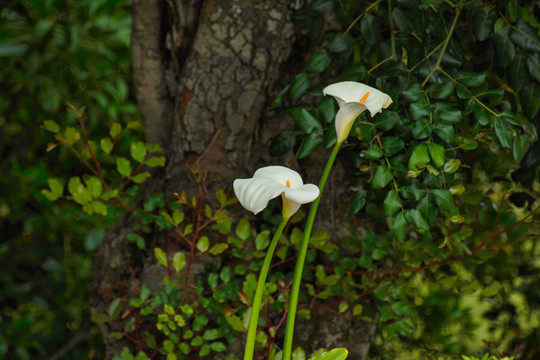 馬蹄蓮花
