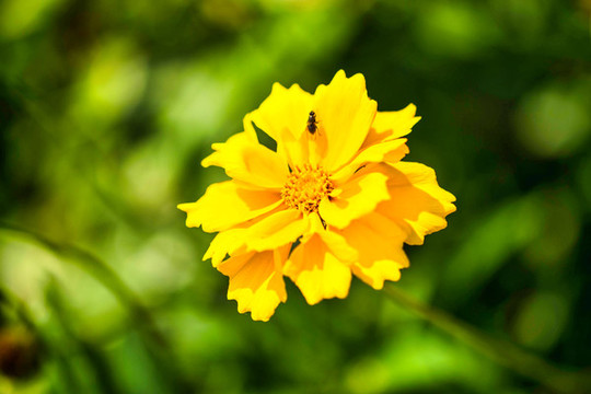 金雞菊