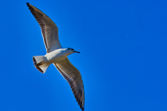 海鷗與海鳥