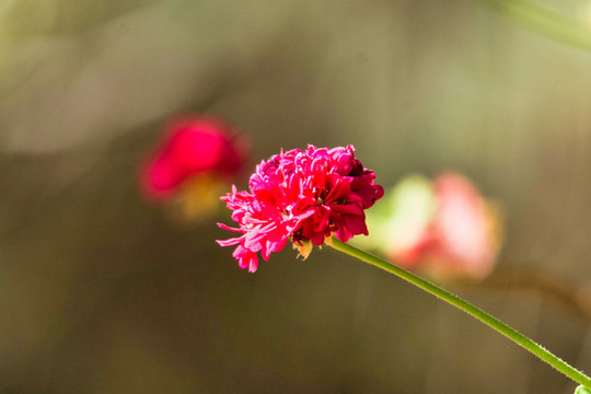 石竹花