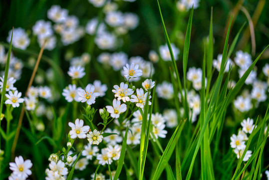 雛菊