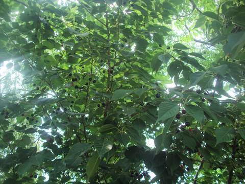 櫻花樹果實