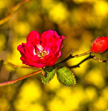 月季花
