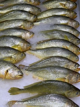 黃花魚