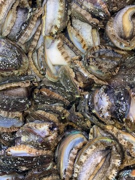 鮑魚