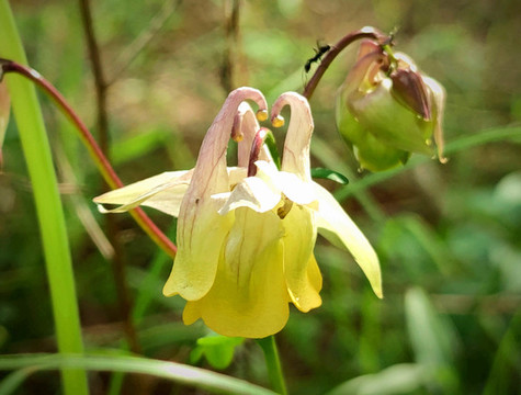 簍斗菜