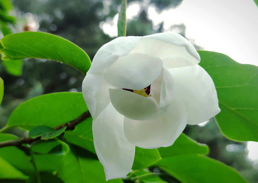 木蘭花