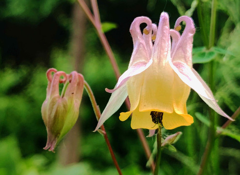 簍斗菜