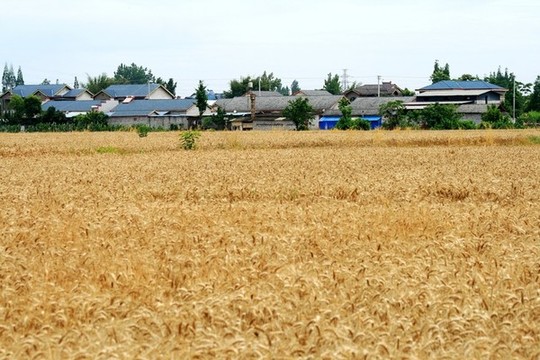 小麥地