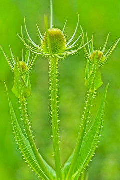 起絨草