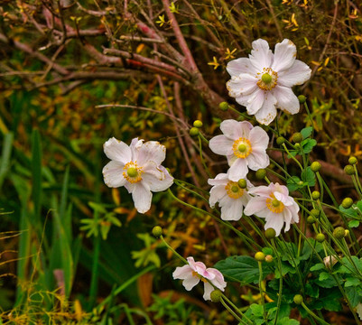 野棉花